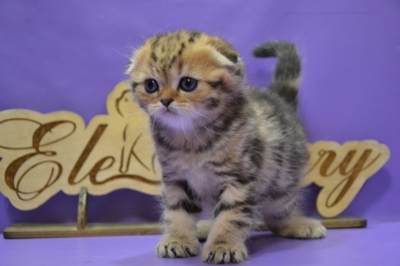 ������� ���� ������� ���������